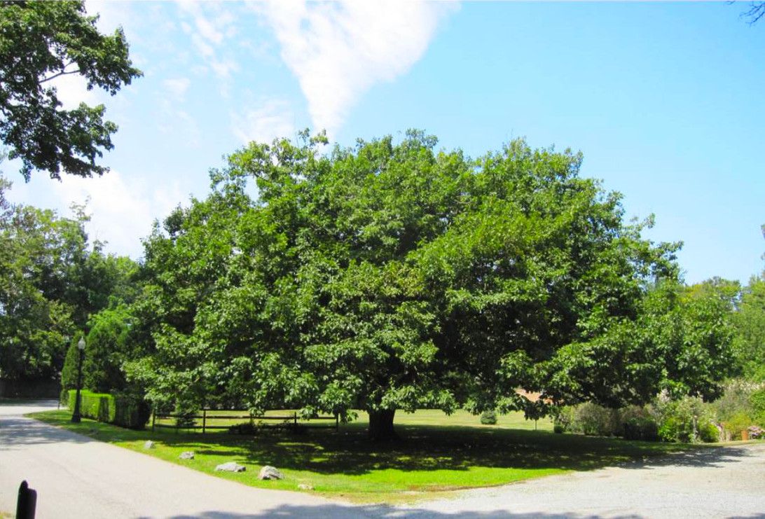 Mongolian Oak Champion Tree